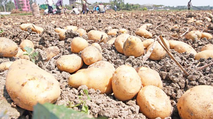 হিমাগারে ২৬-২৭ টাকায় আলু বিক্রি নিশ্চিতে ডিসিদের নির্দেশ