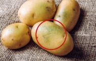 আলুর গায়ে সবুজ দাগ দেখেও খাচ্ছেন, পরিণতি কী?